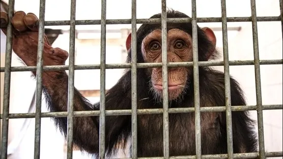 chimpancé encerrado zoológico-zooilógico