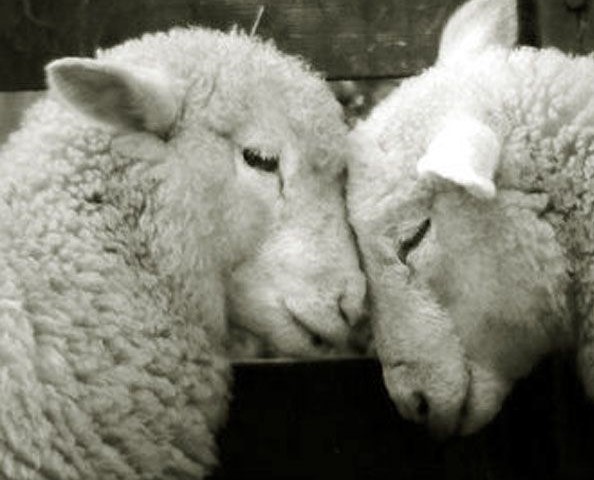 sheep-in-love