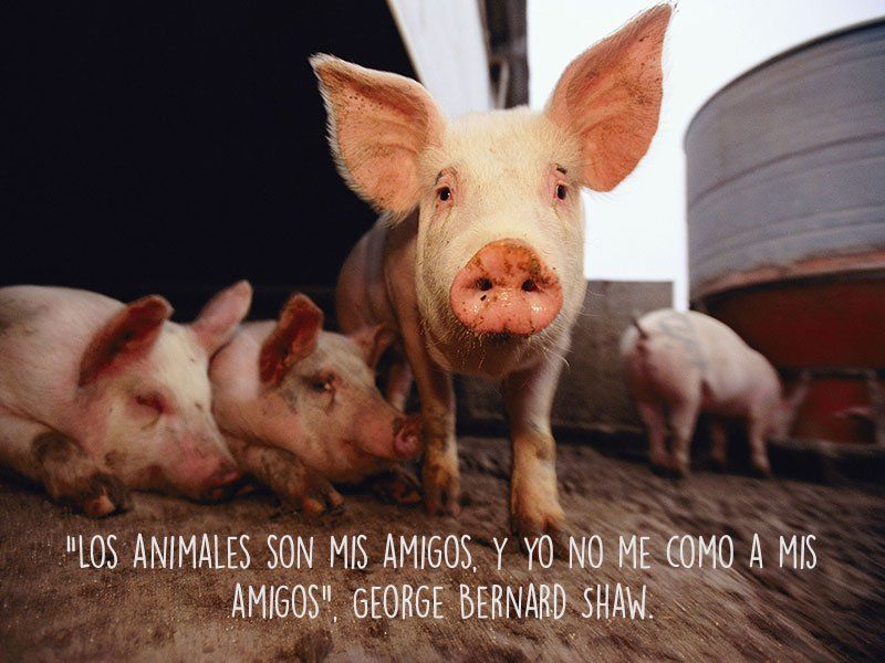 vegan George B. Shaw