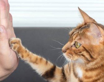 handshake cat man
